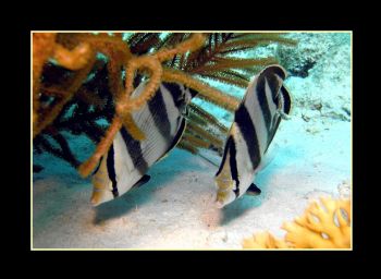 Pair of Butterfly Fish, Bonaire, June 2004 by Chris Young 